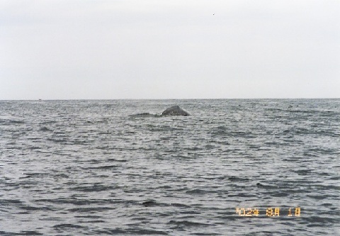 file.035f.jpg