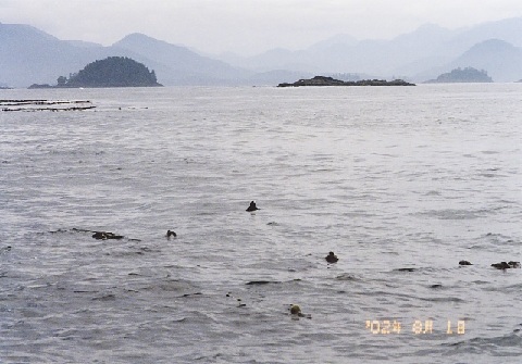 file.035g.jpg